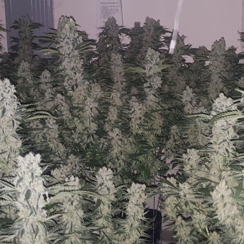 Nasiona marihuany Black Destroyer - odmiana konopi