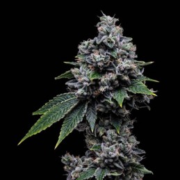 Nasiona marihuany Black Gum - odmiana konopi