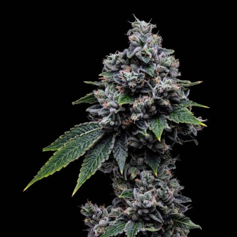 Nasiona marihuany Black Gum - odmiana konopi