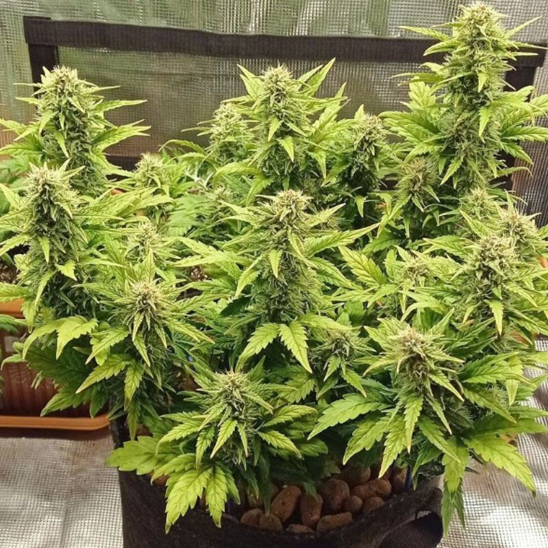 Nasiona marihuany Kali AK - opis odmiany konopi