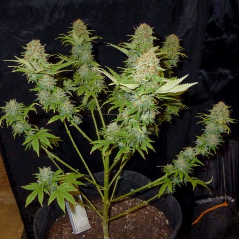 Nasiona marihuany Stinkin Bishop - opis odmiany konopi