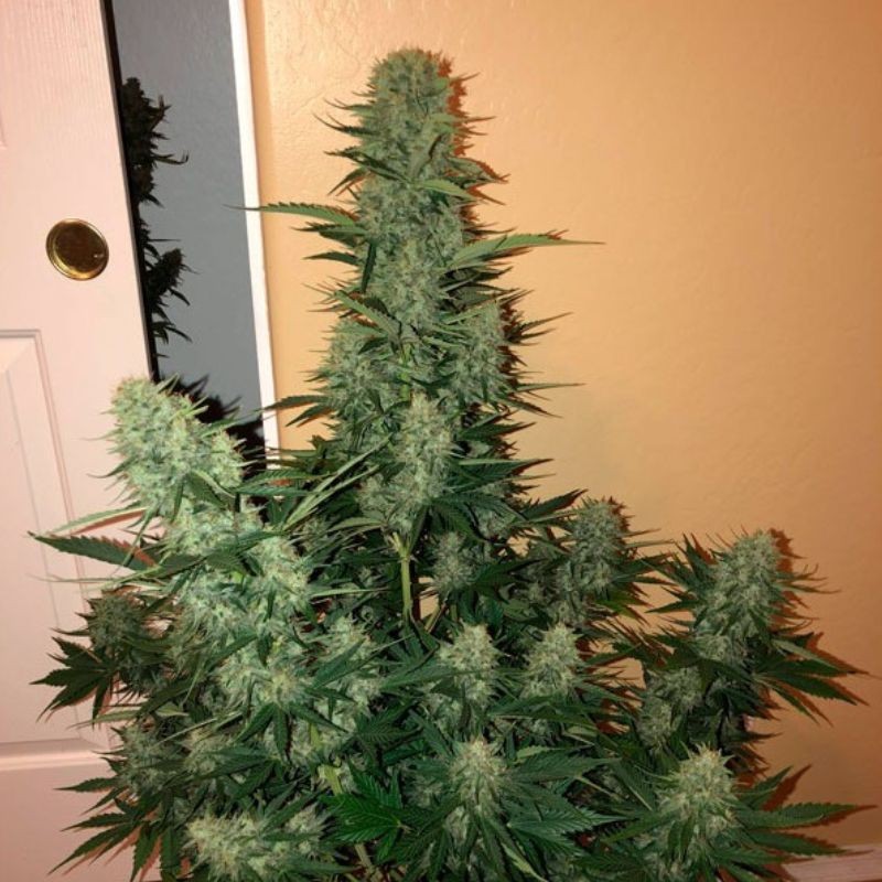 medyczne nasiona marihuany automatyczne Sweet Peach Auto CBD - opis odmiany konopi