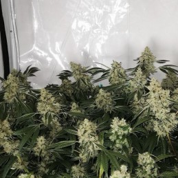 Nasiona marihuany Zkittzy Gorilla - opis odmiany konopi