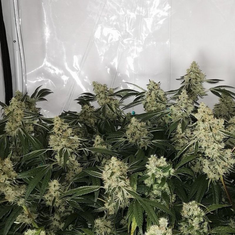 Nasiona marihuany Zkittzy Gorilla - opis odmiany konopi