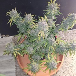 Nasiona marihuany automatyczne Auto Blue - odmiana konopi