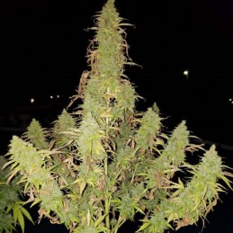 Nasiona marihuany automatyczne Auto Mini Gun - odmiana konopi