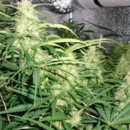 Medyczne nasiona marihuany CBD Sweet'n Sour - odmiana konopi