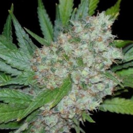 Nasiona marihuany Mama Mia - opis odmiany konopi
