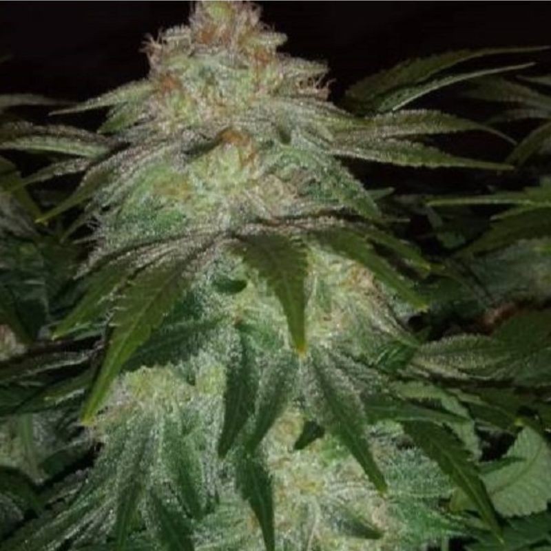 Nasiona marihuany Power Africa - opis odmiany konopi