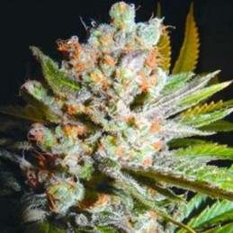 Nasiona marihuany Goddess Kali - odmiana konopi