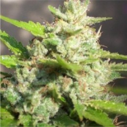 Nasiona marihuany Jawar - opis odmiany konopi