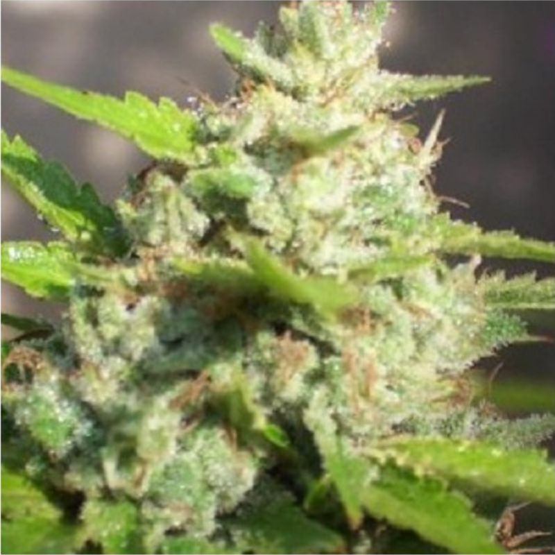 Nasiona marihuany Jawar - opis odmiany konopi