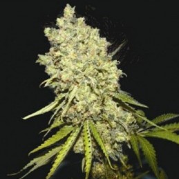 Nasiona marihuany Caribe - odmiana konopi