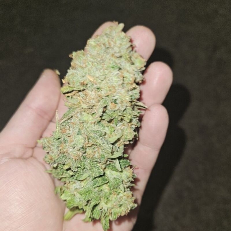 Nasiona marihuany Pakistan Chitral Kush - opis odmiany konopi