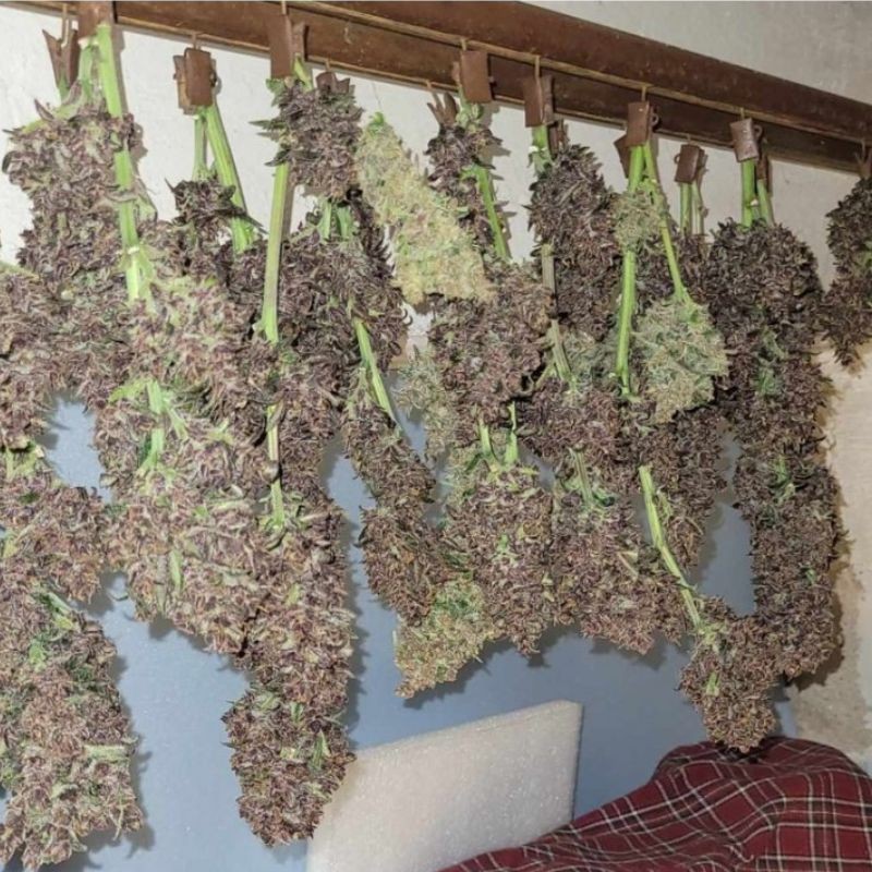 Nasiona marihuany Purple Mexican - opis odmiany konopi