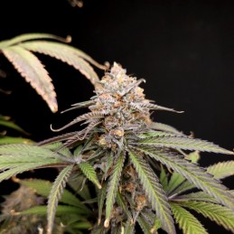 Medyczne nasiona marihuany Shark Widow CBD - opis odmiany konopi