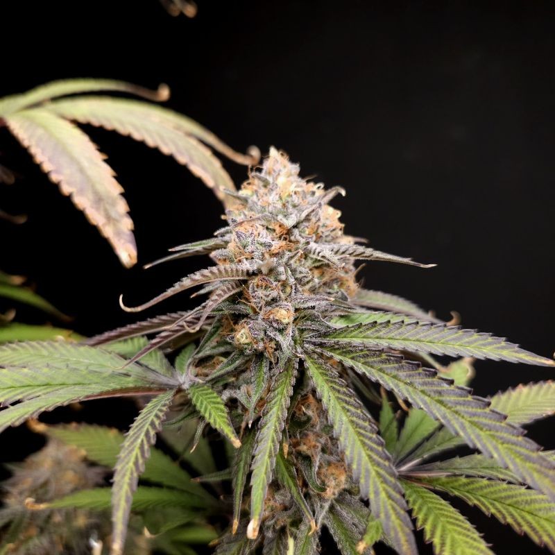 Medyczne nasiona marihuany Shark Widow CBD - opis odmiany konopi