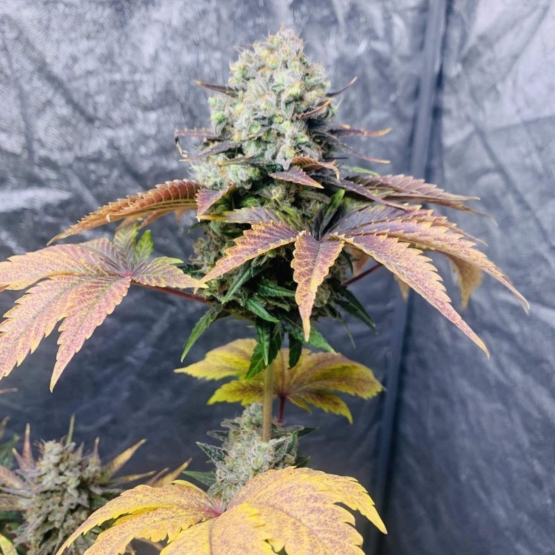 Nasiona marihuany Strawberry Banana Kush - opis odmiany konopi