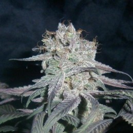 Nasiona marihuany Skunk White Kush 1 - opis odmiany konopi