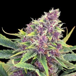 Nasiona marihuany Purple Shaman Kush - opis odmiany konopi