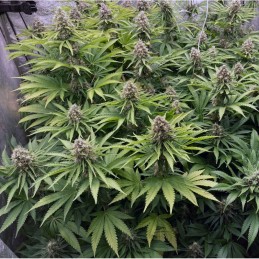 Nasiona marihuany automatyczne OG Kush Pure Auto - opis odmiany konopi