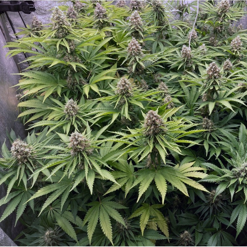 Nasiona marihuany automatyczne OG Kush Pure Auto - opis odmiany konopi
