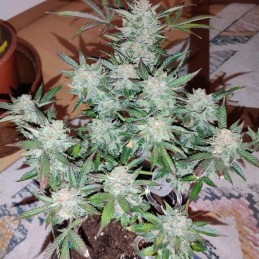 Nasiona marihuany automatyczne OG Kush Russian Auto - opis odmiany konopi