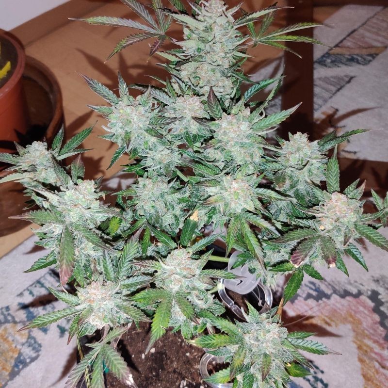 Nasiona marihuany automatyczne OG Kush Russian Auto - opis odmiany konopi