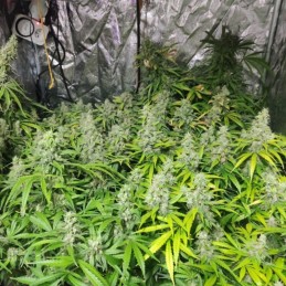 Nasiona marihuany OG Kush Mango - opis odmiany konopi