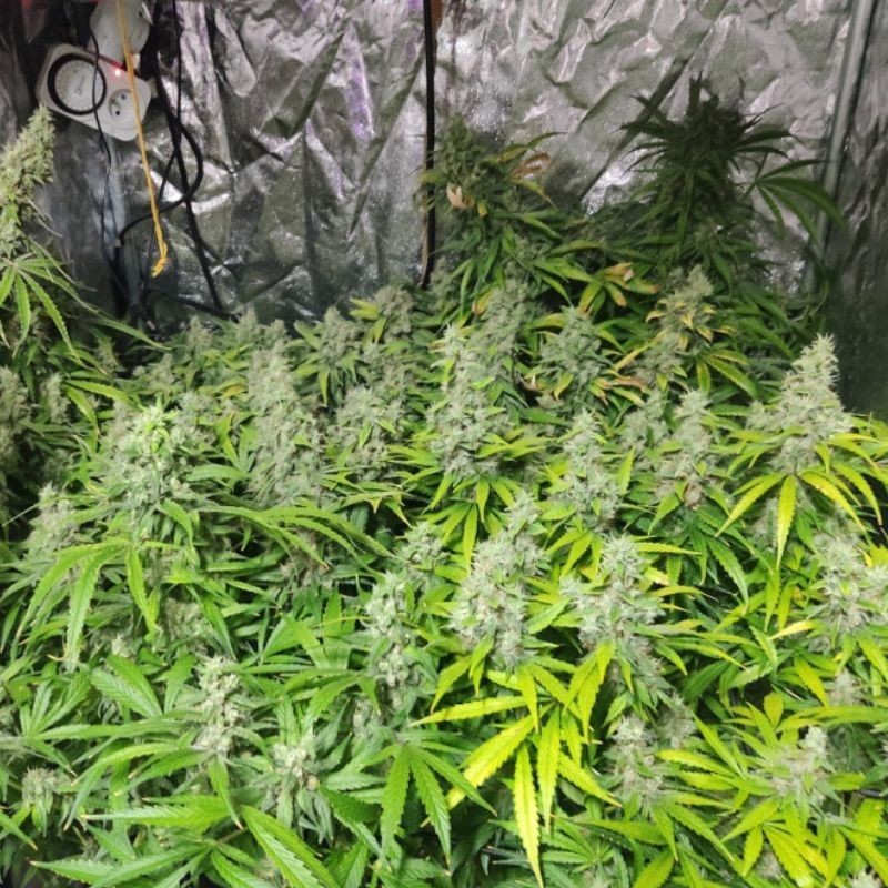 Nasiona marihuany OG Kush Mango - opis odmiany konopi