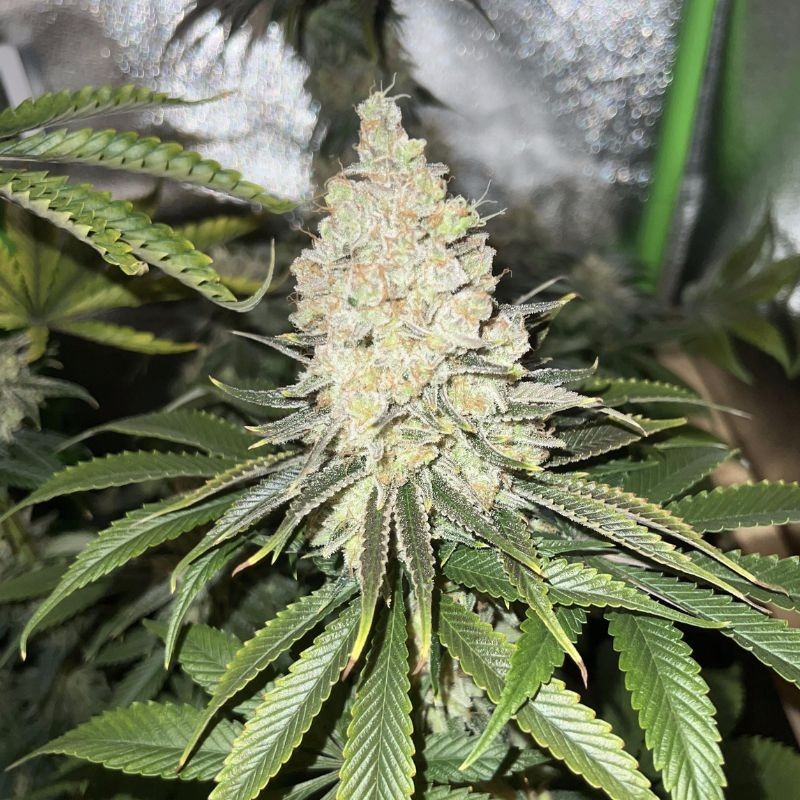 Nasiona marihuany OG Power Wite Kush - opis odmiany konopi