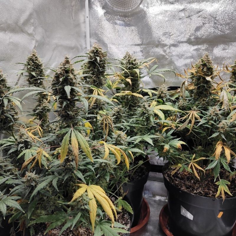 Nasiona marihuany OG Black Kush - opis odmiany konopi