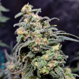 Nasiona marihuany O.G. Monkey Kush - opis odmiany konopi