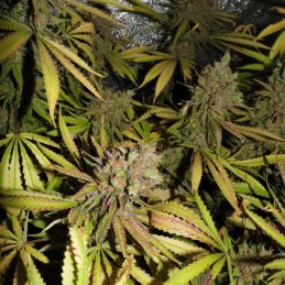 Nasiona marihuany Master Blue Kush - opis odmiany konopi