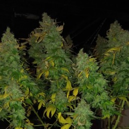 Nasiona marihuany Master Green Kush - opis odmiany konopi