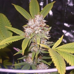 Nasiona marihuany automaty Zkittlez Gelato Auto - opis odmiany konopi