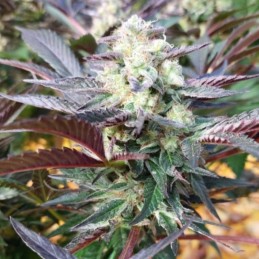 Nasiona marihuany automaty Zkittlez Grapefruit Auto - opis odmiany konopi