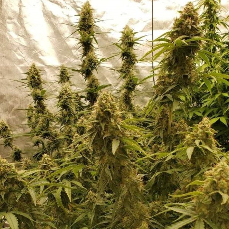 Nasiona marihuany Zkittlez Star Auto - opis odmiany konopi