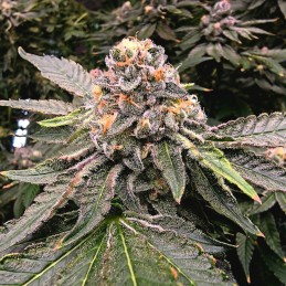 Nasiona marihuany automatyczne Gorilla Blueberry Zkittlez Auto - odmiana konopi