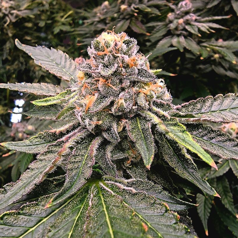 Nasiona marihuany automatyczne Gorilla Blueberry Zkittlez Auto - odmiana konopi