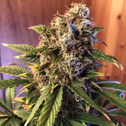 Nasiona marihuany Zkittlez Skunk Auto - opis odmiany konopi