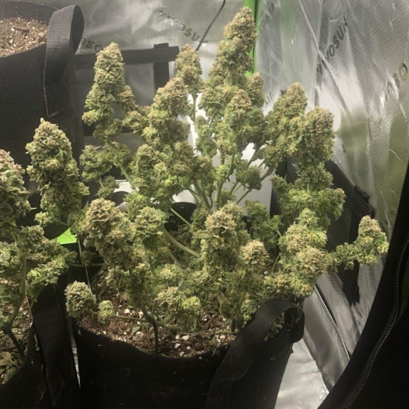 Nasiona marihuany AK Big Auto - odmiana konopi