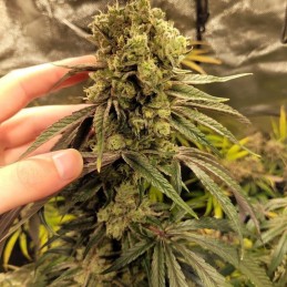 Nasiona marihuany Afghan Green Skunk - odmiana konopi