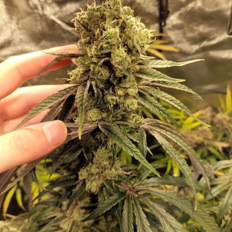 Nasiona marihuany Afghan Green Skunk - odmiana konopi