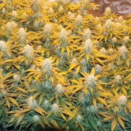 Nasiona marihuany automatyczne Auto Afghan White Skunk - odmiana konopi