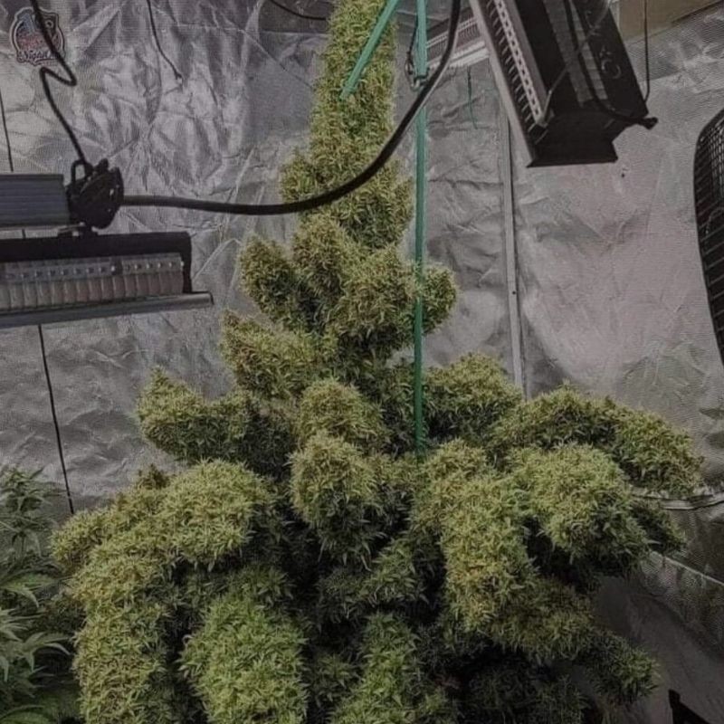 Nasiona marihuany Amsterdam Snow Mist - odmiana konopi