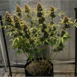 Nasiona marihuany automatyczne Lemon Mass AK Auto - opis odmiany konopi