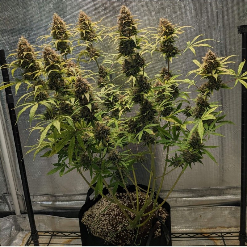 Nasiona marihuany automatyczne Lemon Mass AK Auto - opis odmiany konopi