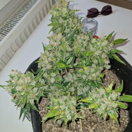 Nasiona marihuany automatyczne Auto Mazar Speed - odmiana konopi