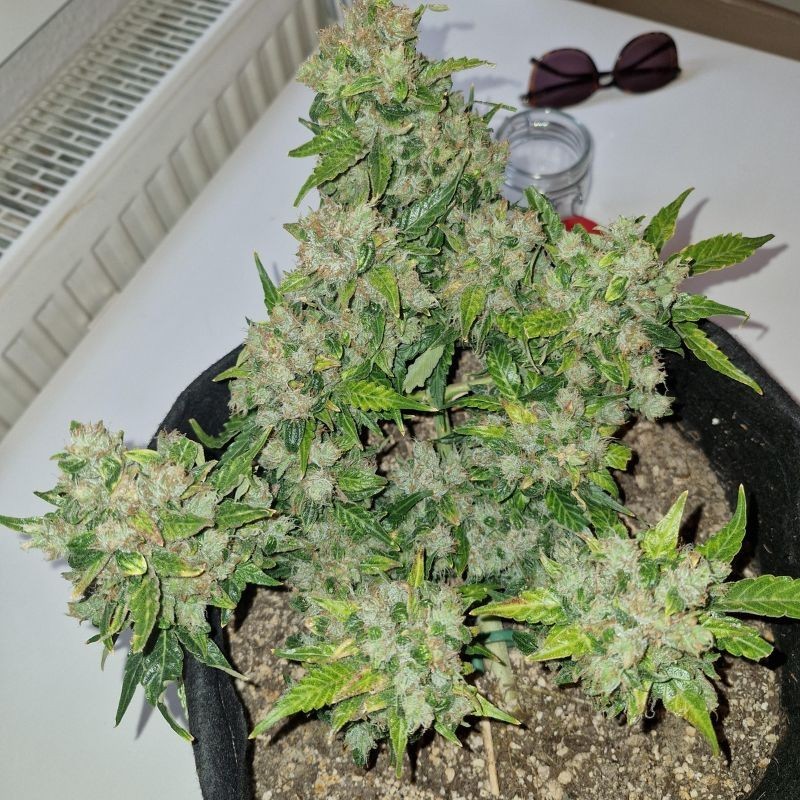 Nasiona marihuany automatyczne Auto Mazar Speed - odmiana konopi